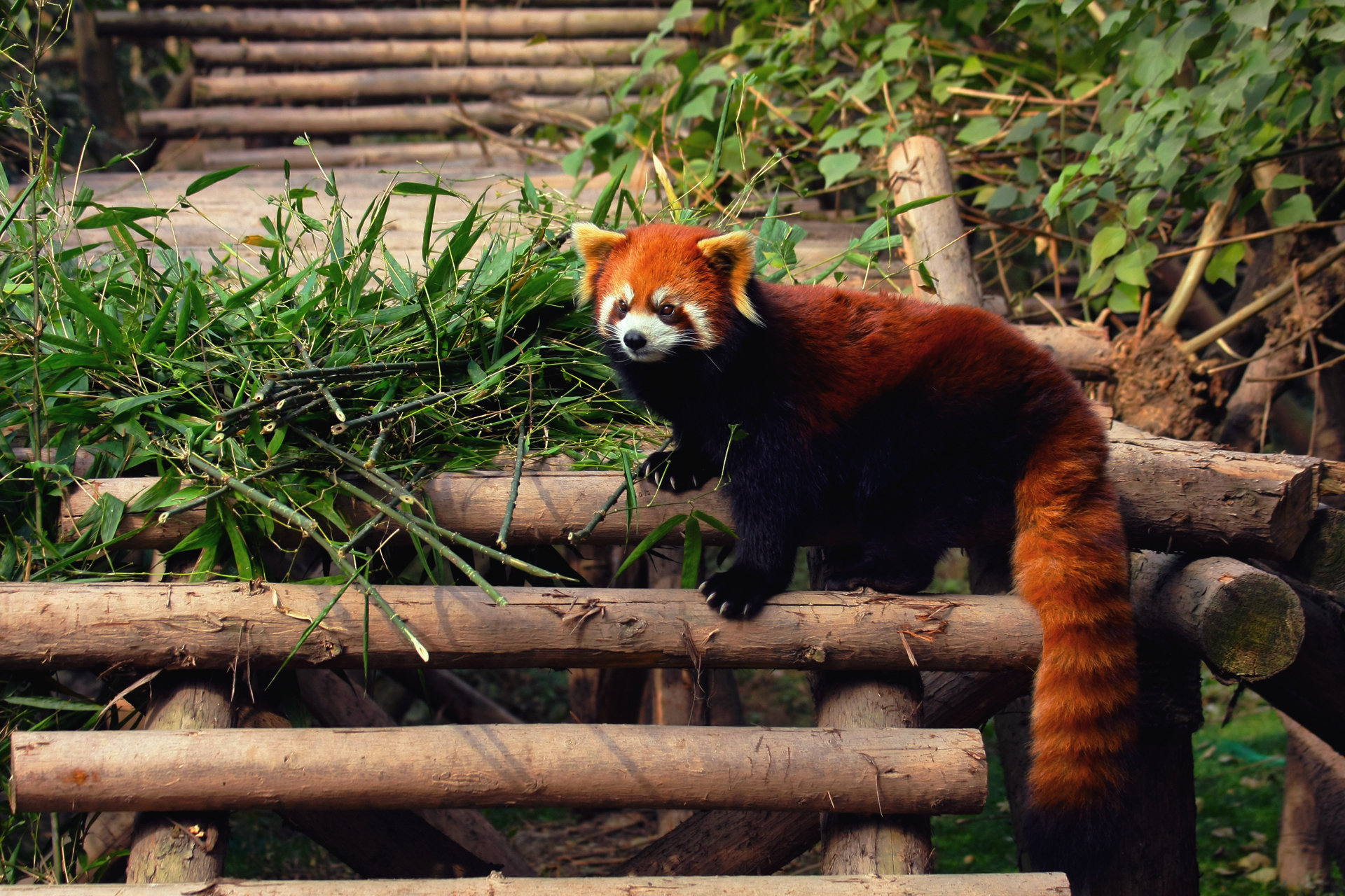High resolution Red Panda hd 1920x1280 background ID:64002 for desktop