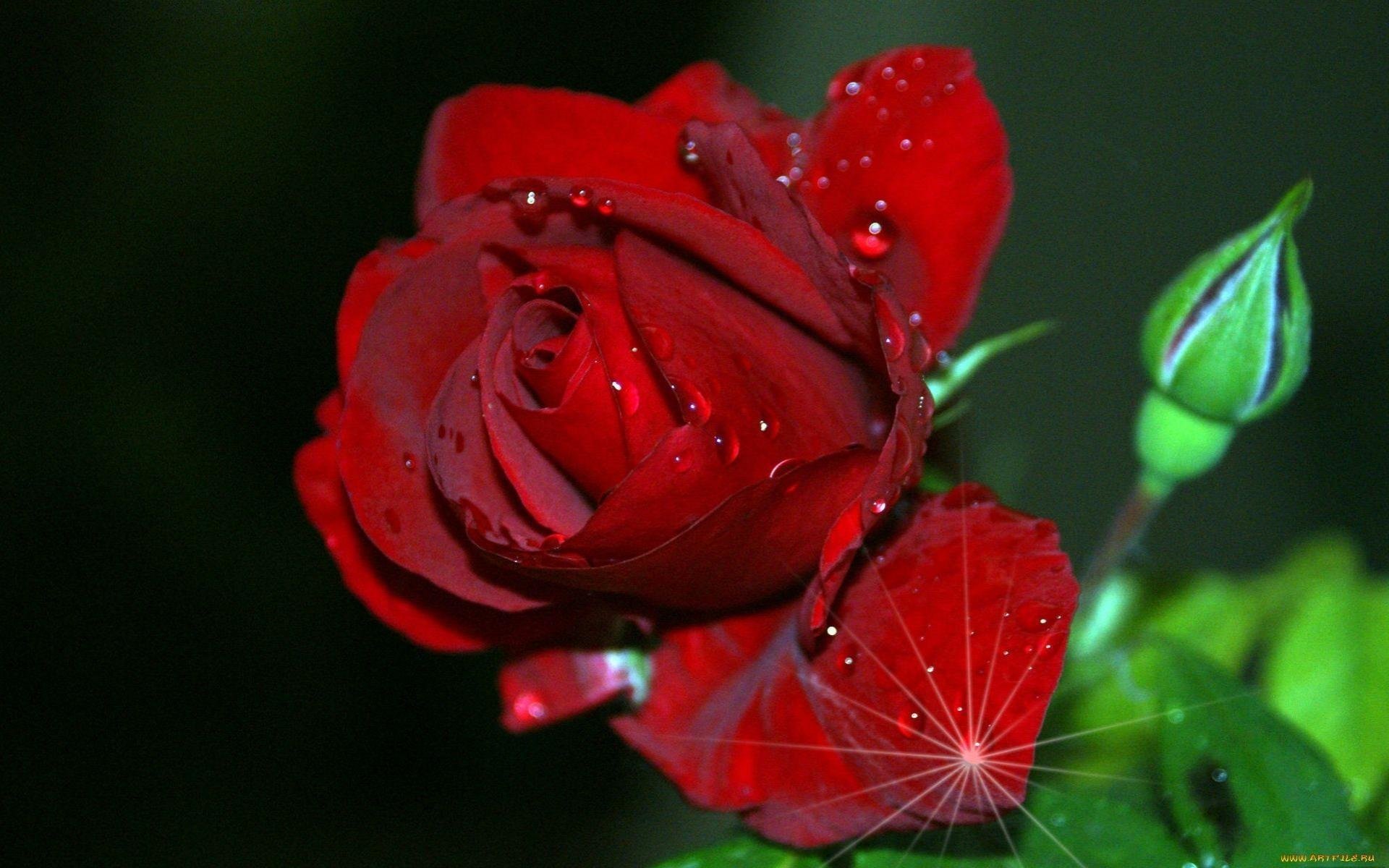 Best Rose background ID:473073 for High Resolution hd 1920x1200 PC