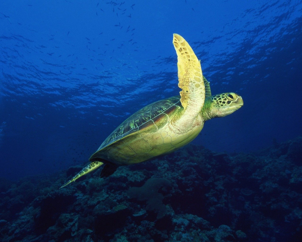 Awesome Turtle free wallpaper ID:29867 for hd 1280x1024 computer