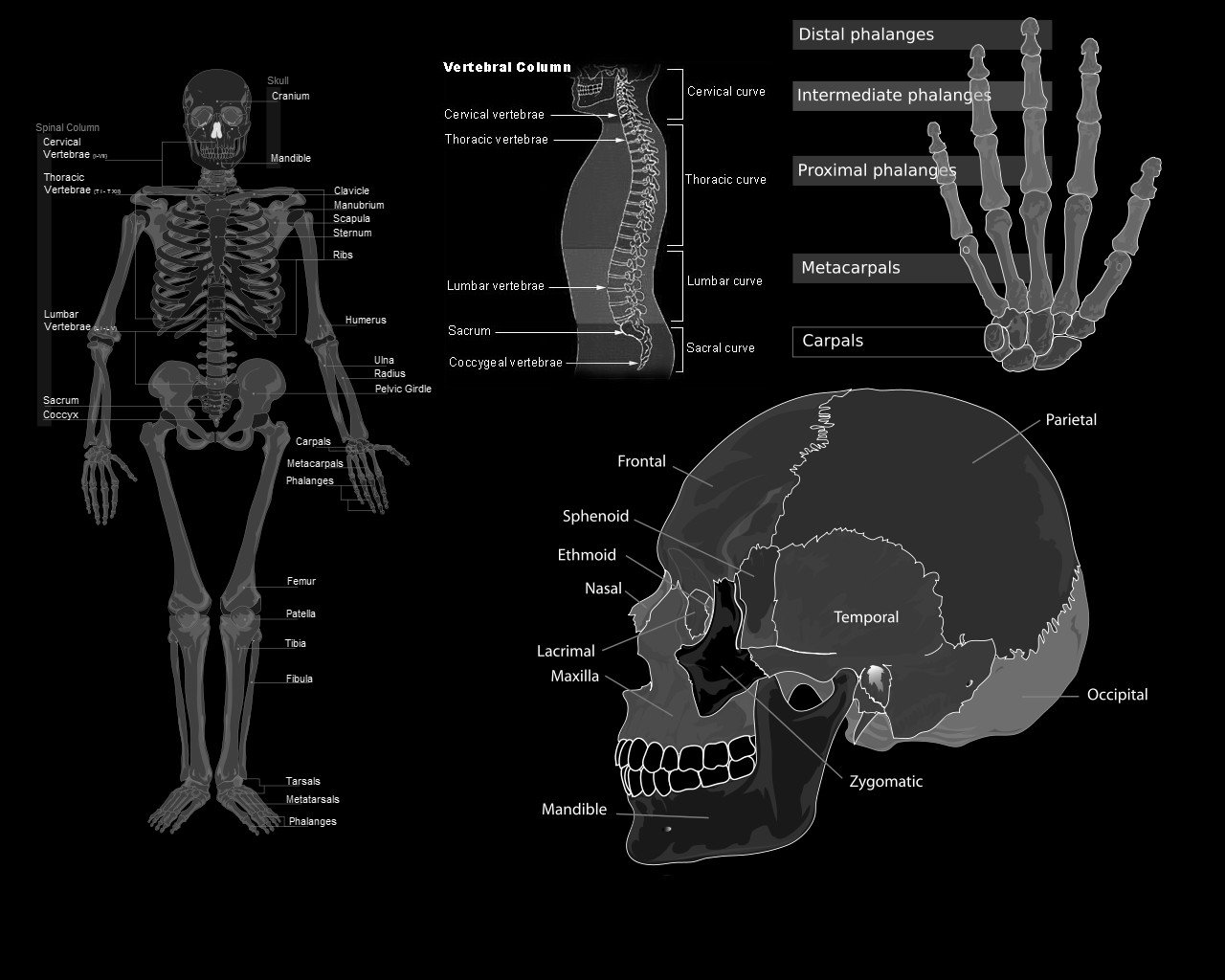 Free download Anatomy wallpaper ID:87065 hd 1280x1024 for PC