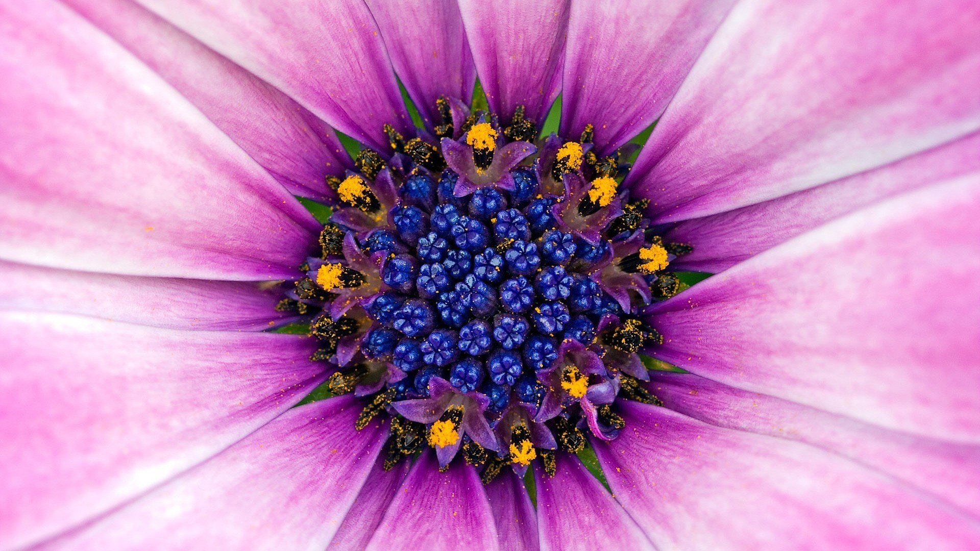 Awesome Flower free background ID:289331 for hd 1080p computer
