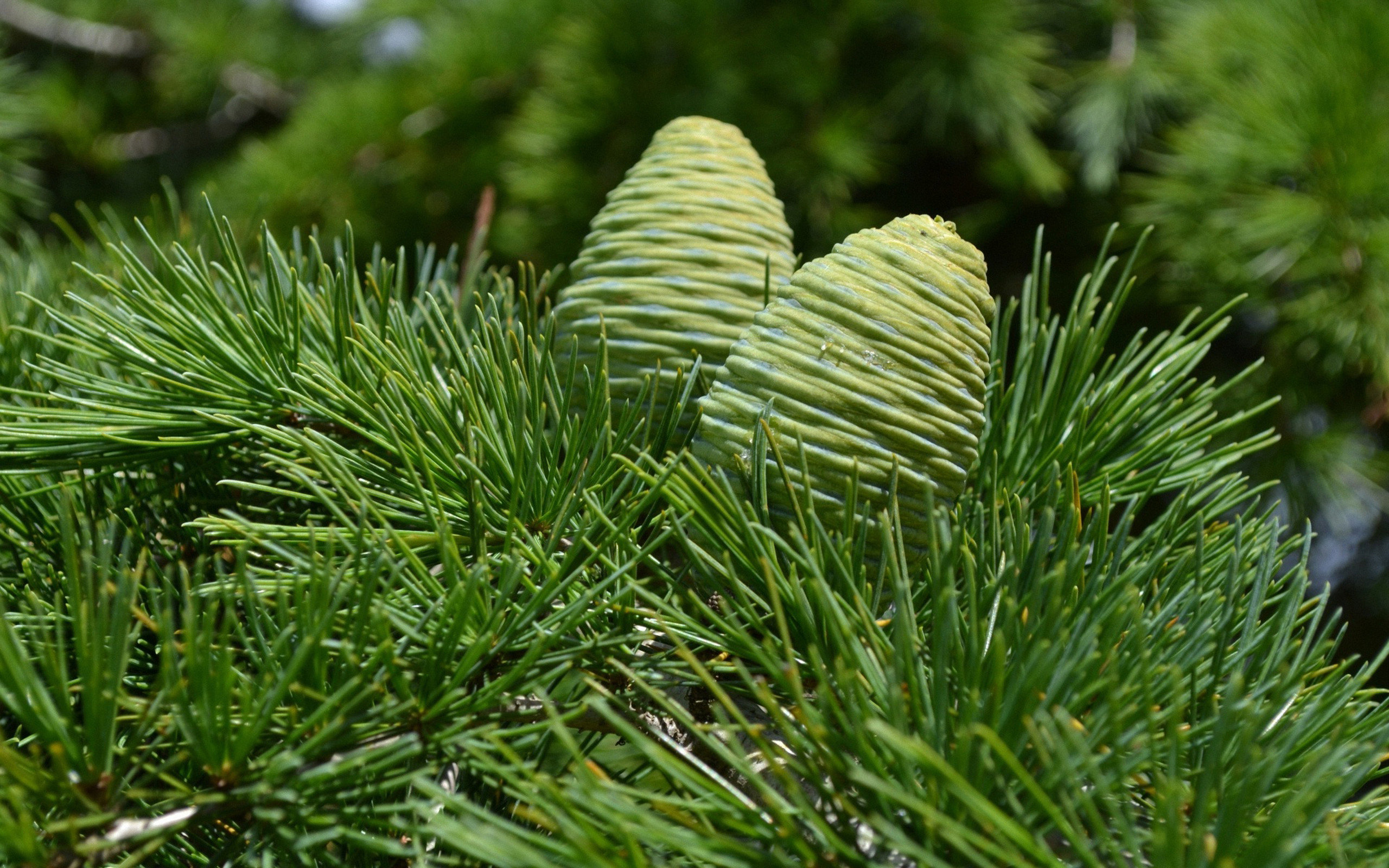 Free Pine Cone high quality background ID:463613 for hd 2560x1600 desktop