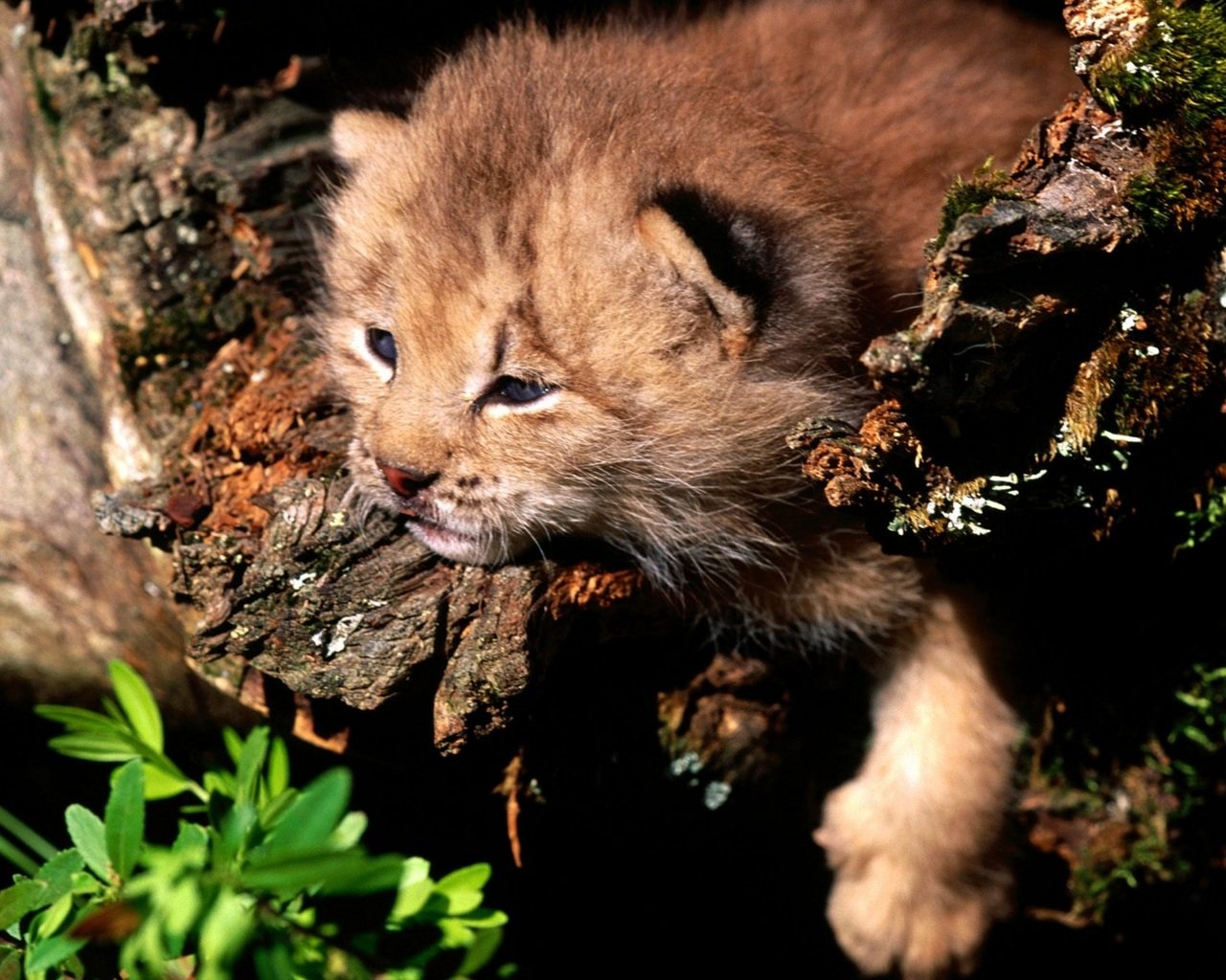 Best Baby Animal (cub) background ID:105914 for High Resolution hd 1280x1024 computer