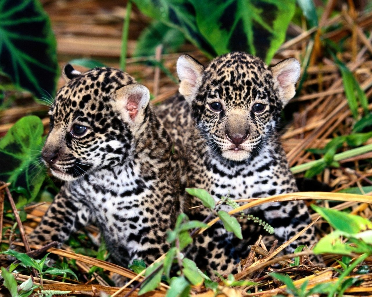 Awesome Baby Animal (cub) free wallpaper ID:422654 for hd 1280x1024 computer