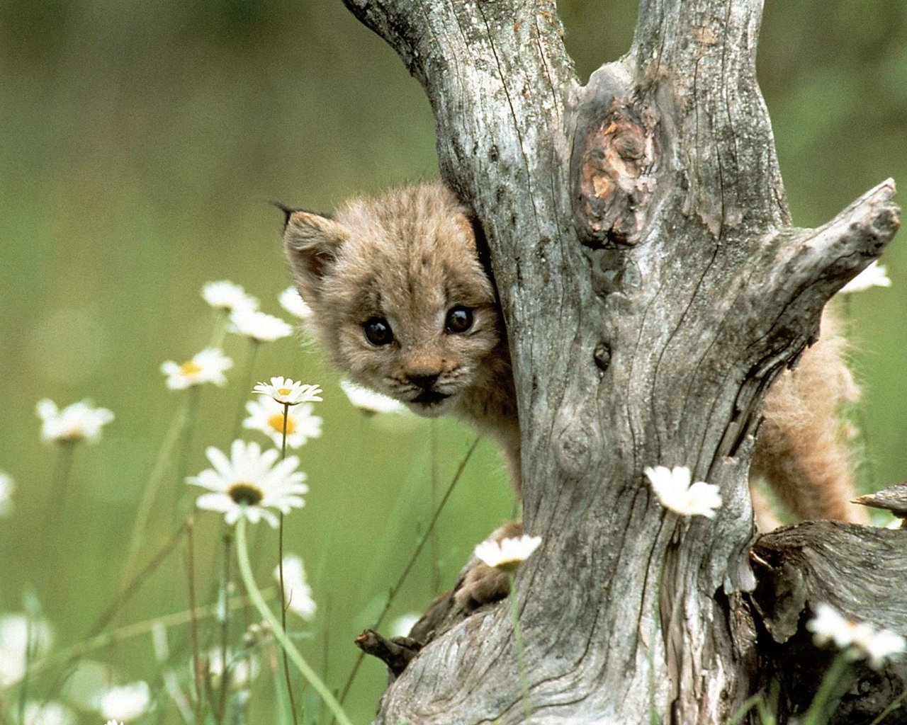 Free download Baby Animal (cub) wallpaper ID:422658 hd 1280x1024 for computer