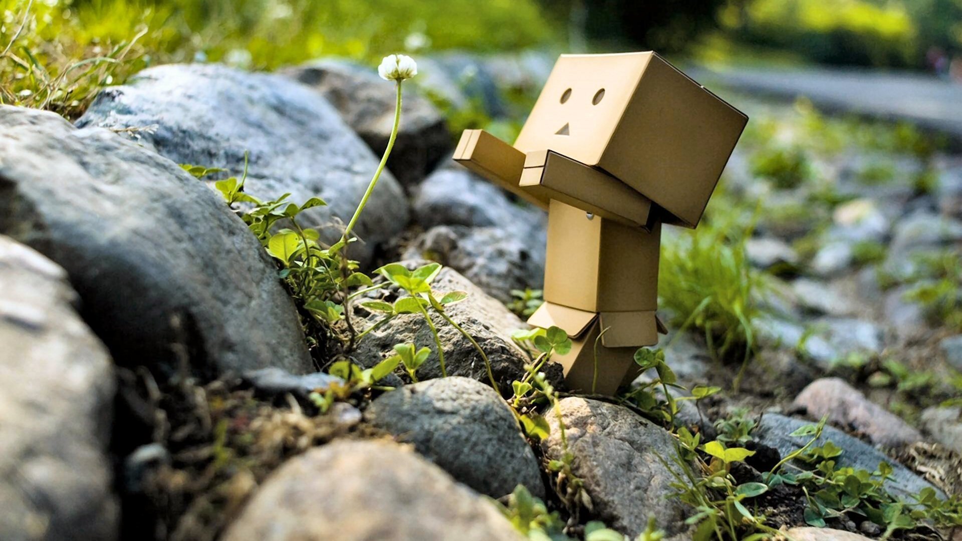 Free download Danbo background ID:30375 full hd 1080p for PC