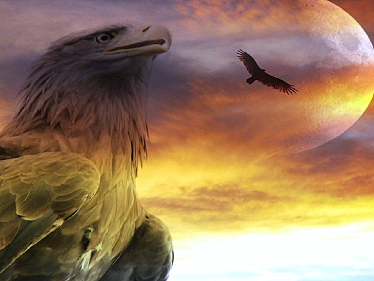 High resolution Eagle hd 1280x960 background ID:231213 for computer