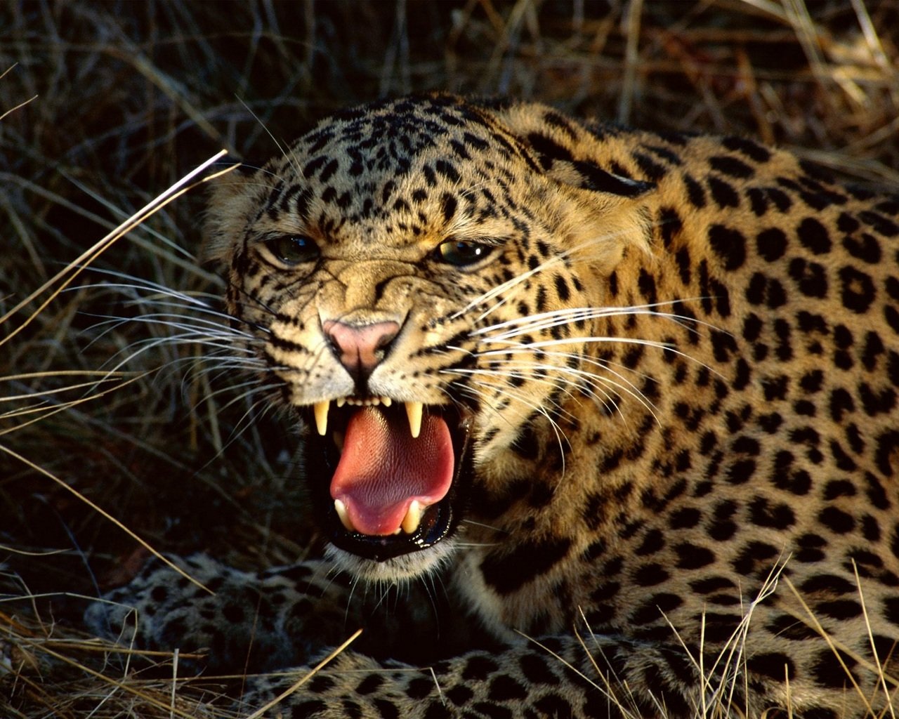 Free Leopard high quality background ID:448159 for hd 1280x1024 PC