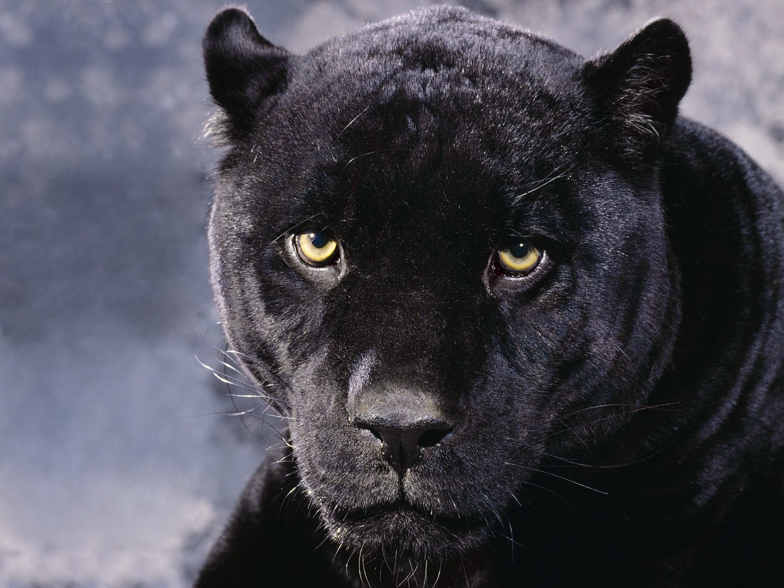 Best Panther background ID:357183 for High Resolution hd 1600x1200 computer