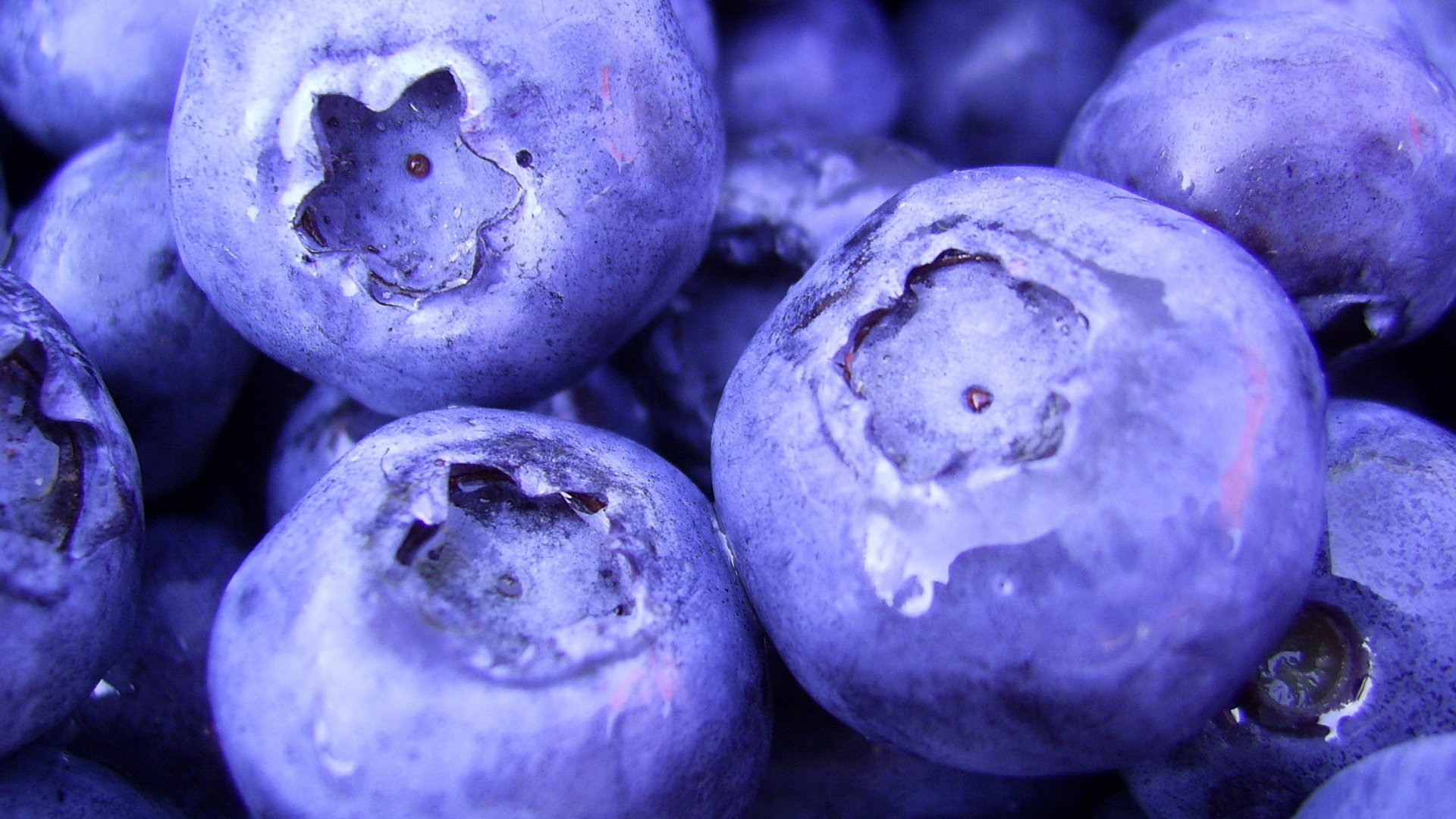 High resolution Blueberry hd 1920x1080 wallpaper ID:68986 for computer