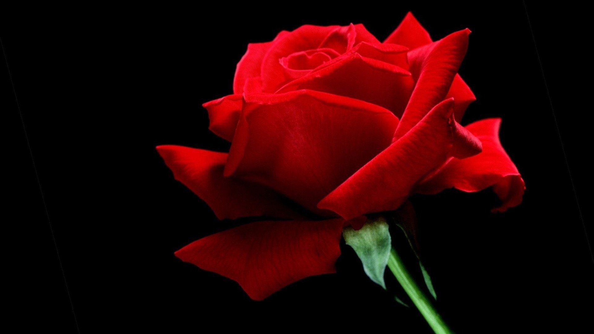 Awesome Rose free background ID:472943 for full hd 1080p computer