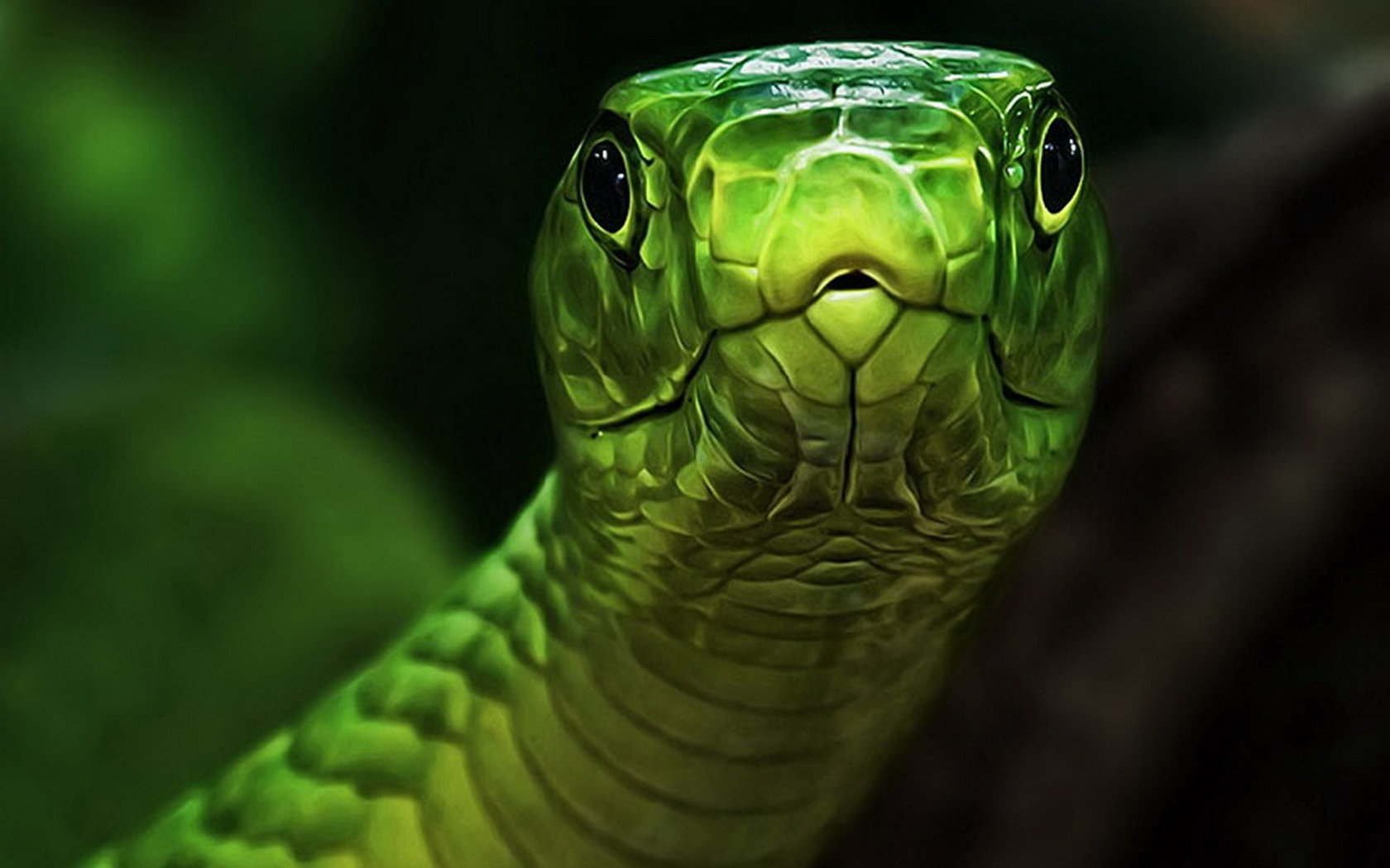 Free download Snake background ID:137234 hd 1680x1050 for computer