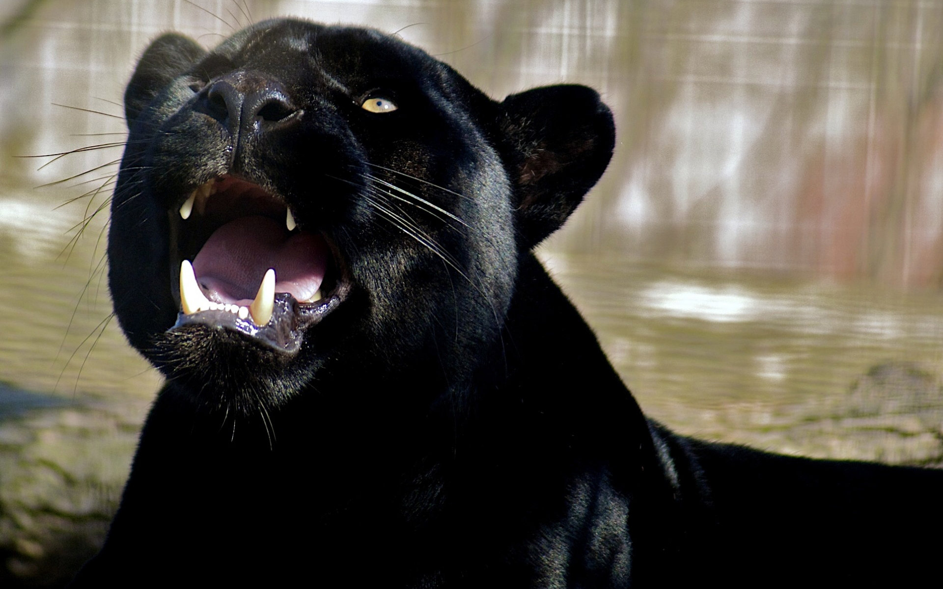 High resolution Panther hd 1920x1200 wallpaper ID:357137 for computer