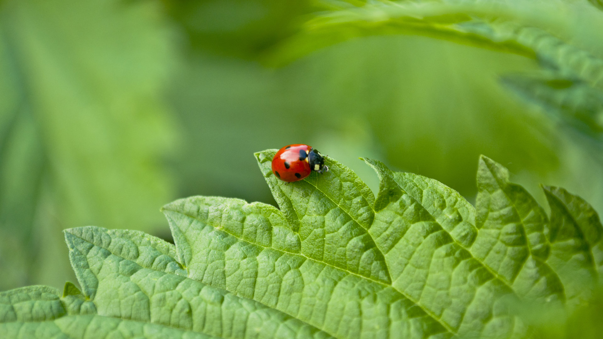 Free download Ladybug background ID:270470 hd 1920x1080 for computer