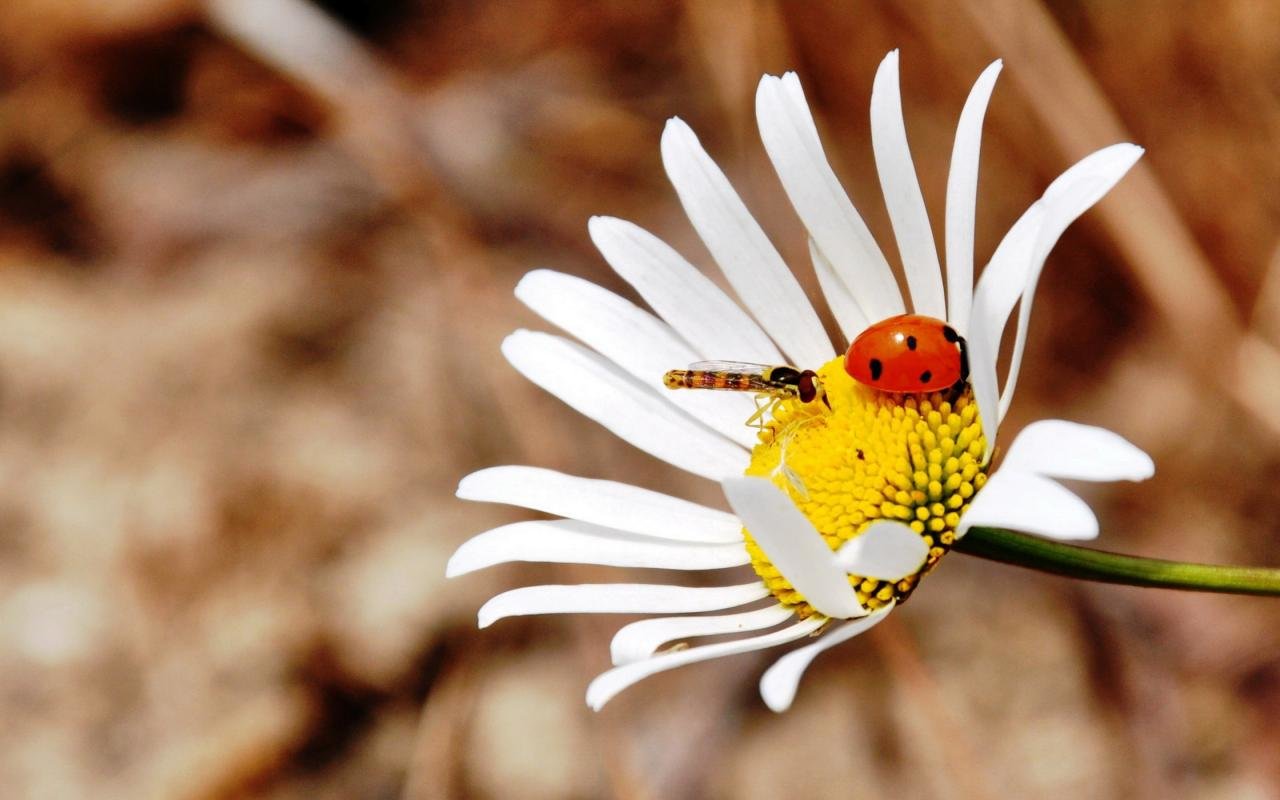Free download Ladybug wallpaper ID:270469 hd 1280x800 for PC