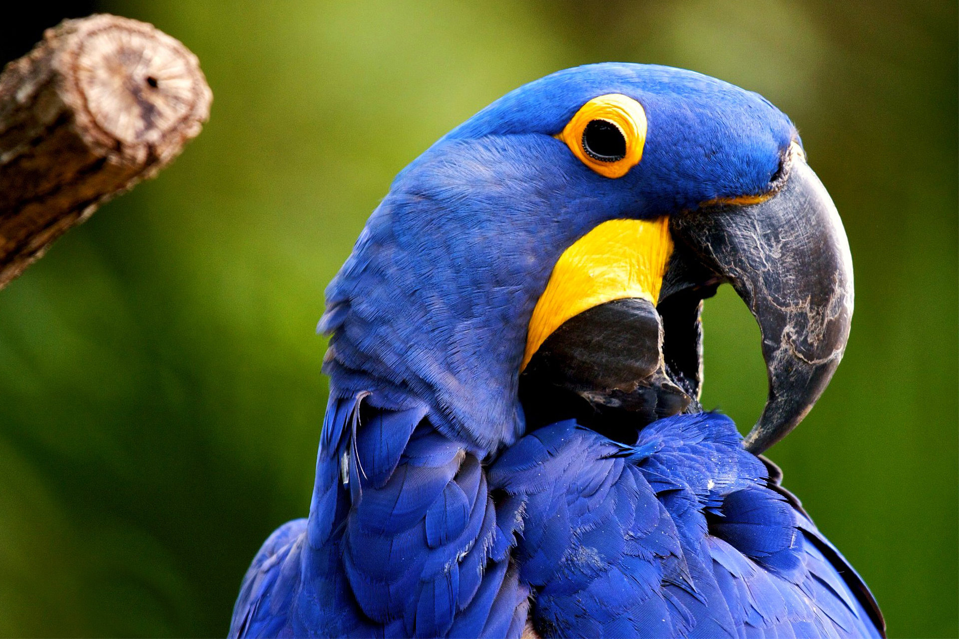 Free download Macaw background ID:46317 hd 1920x1280 for PC