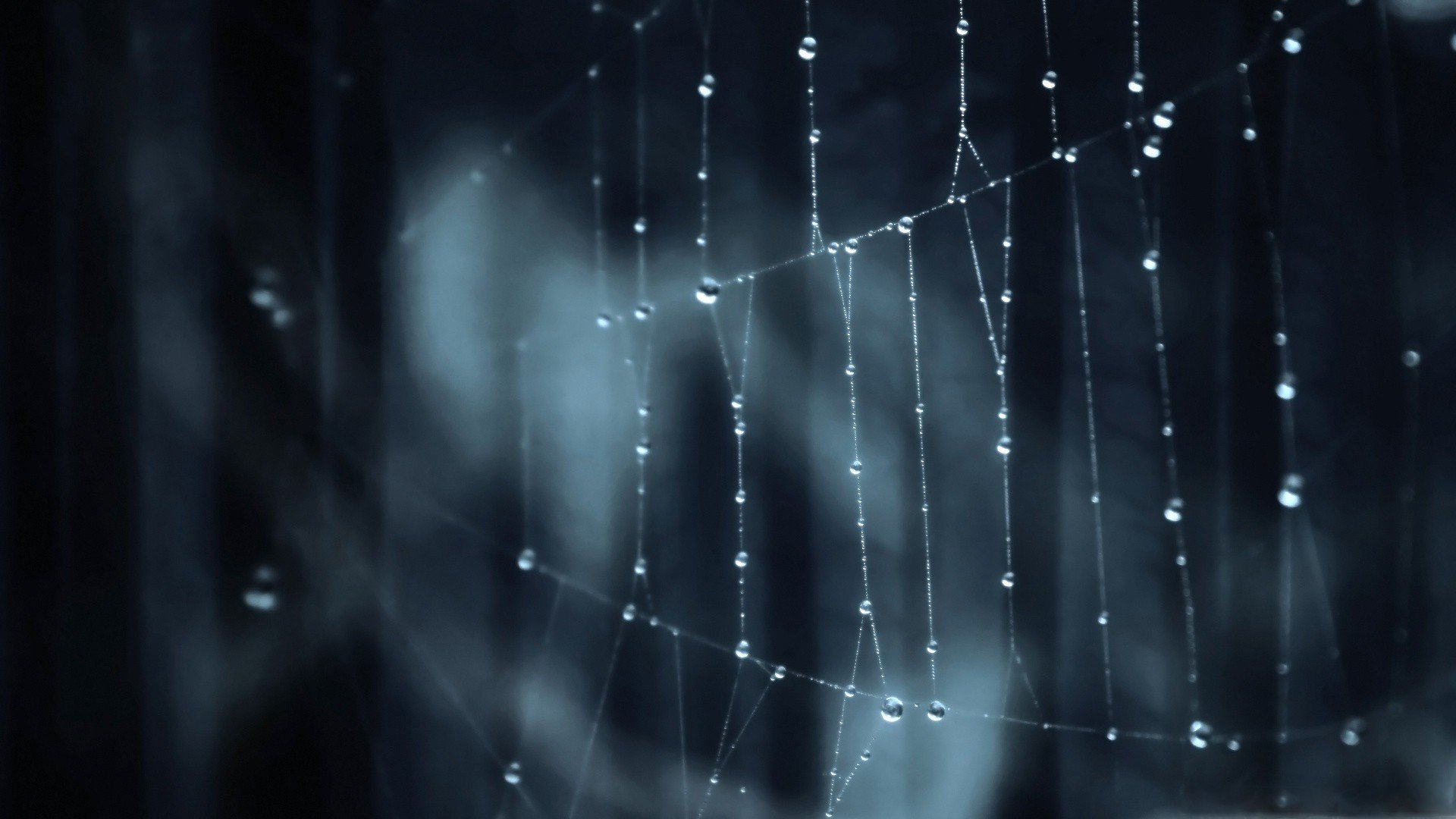 Free download Spider Web background ID:184828 full hd 1080p for desktop