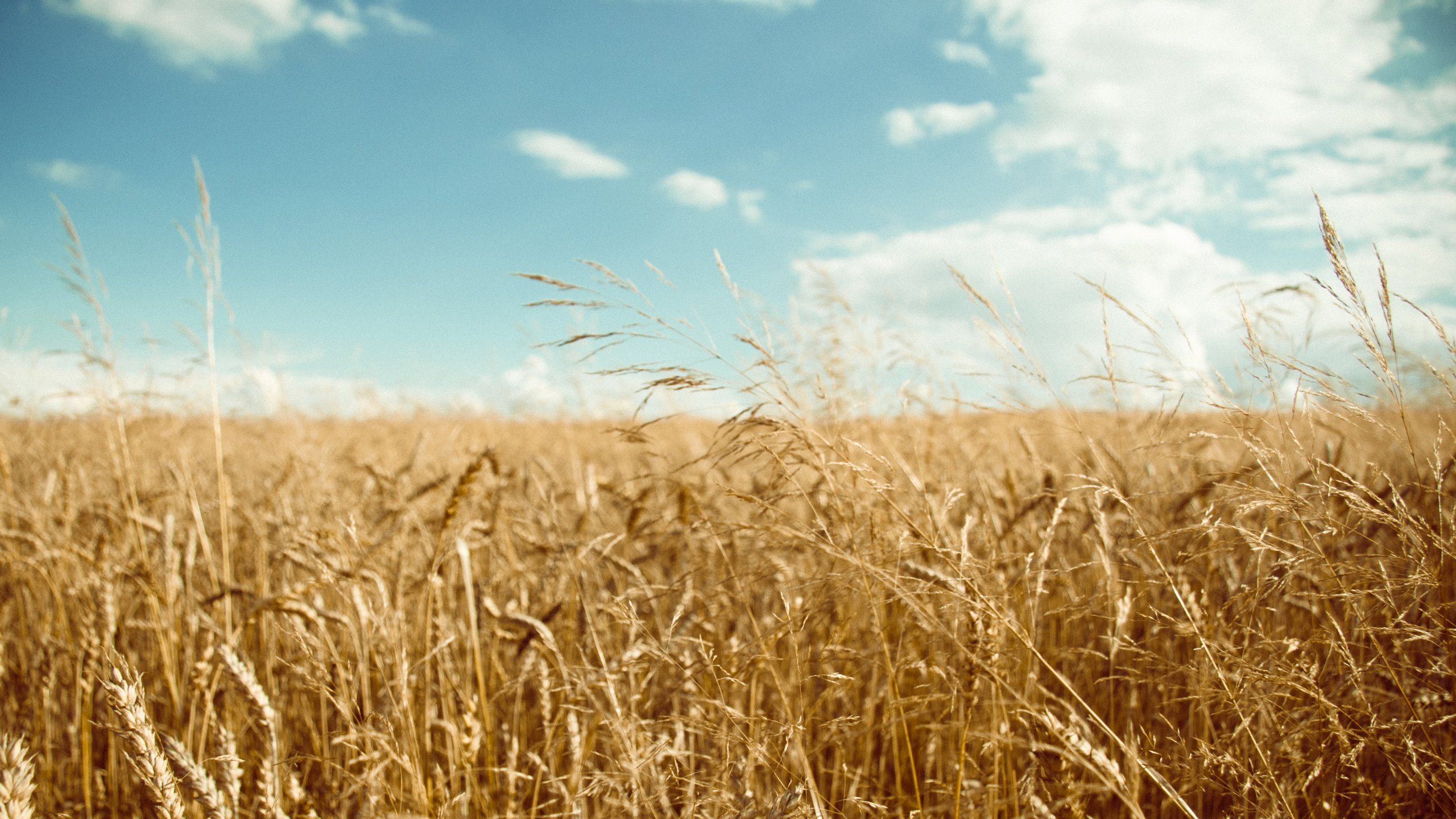 Free Wheat high quality wallpaper ID:391967 for hd 2560x1440 computer