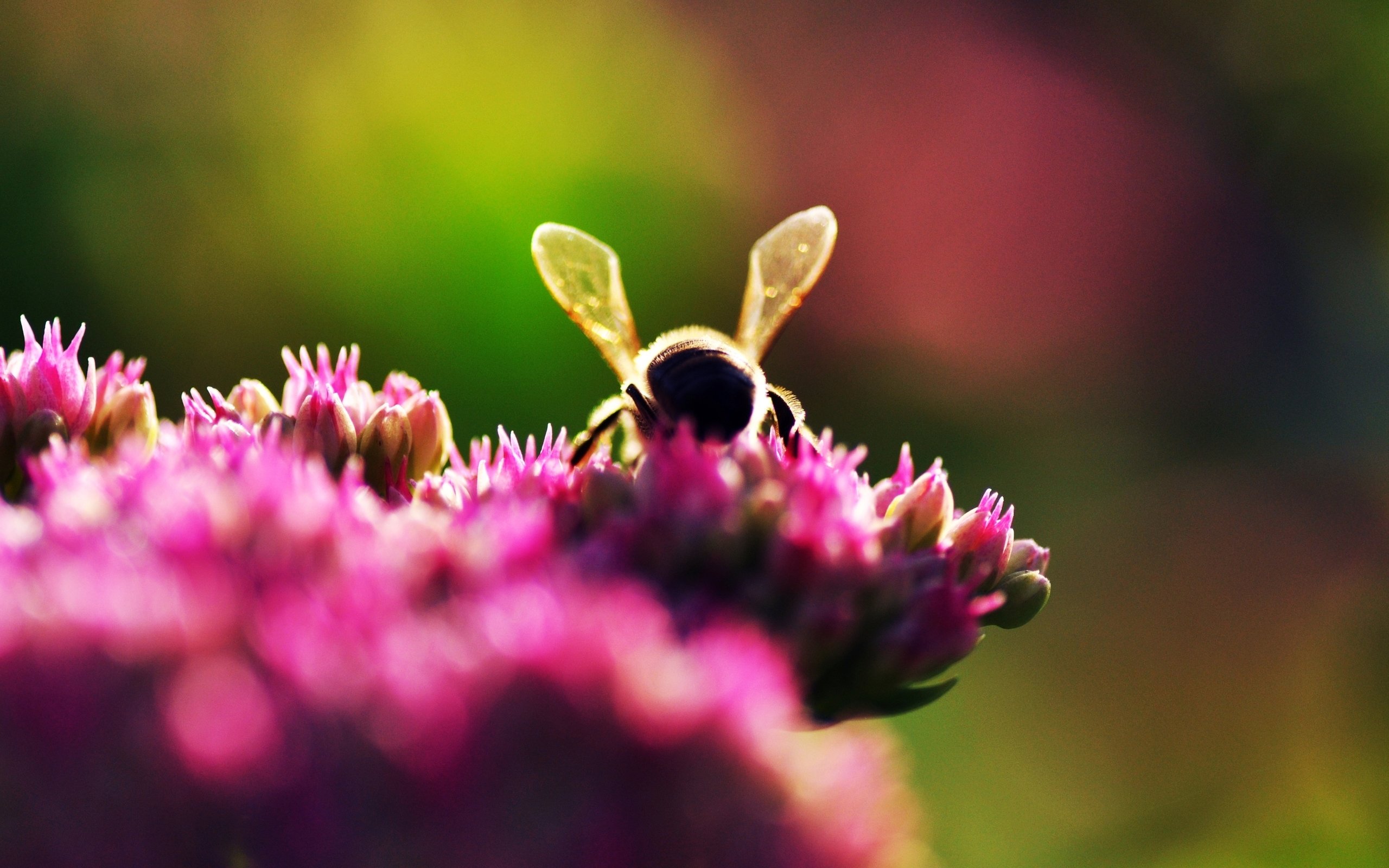 Best Bee background ID:460734 for High Resolution hd 2560x1600 computer