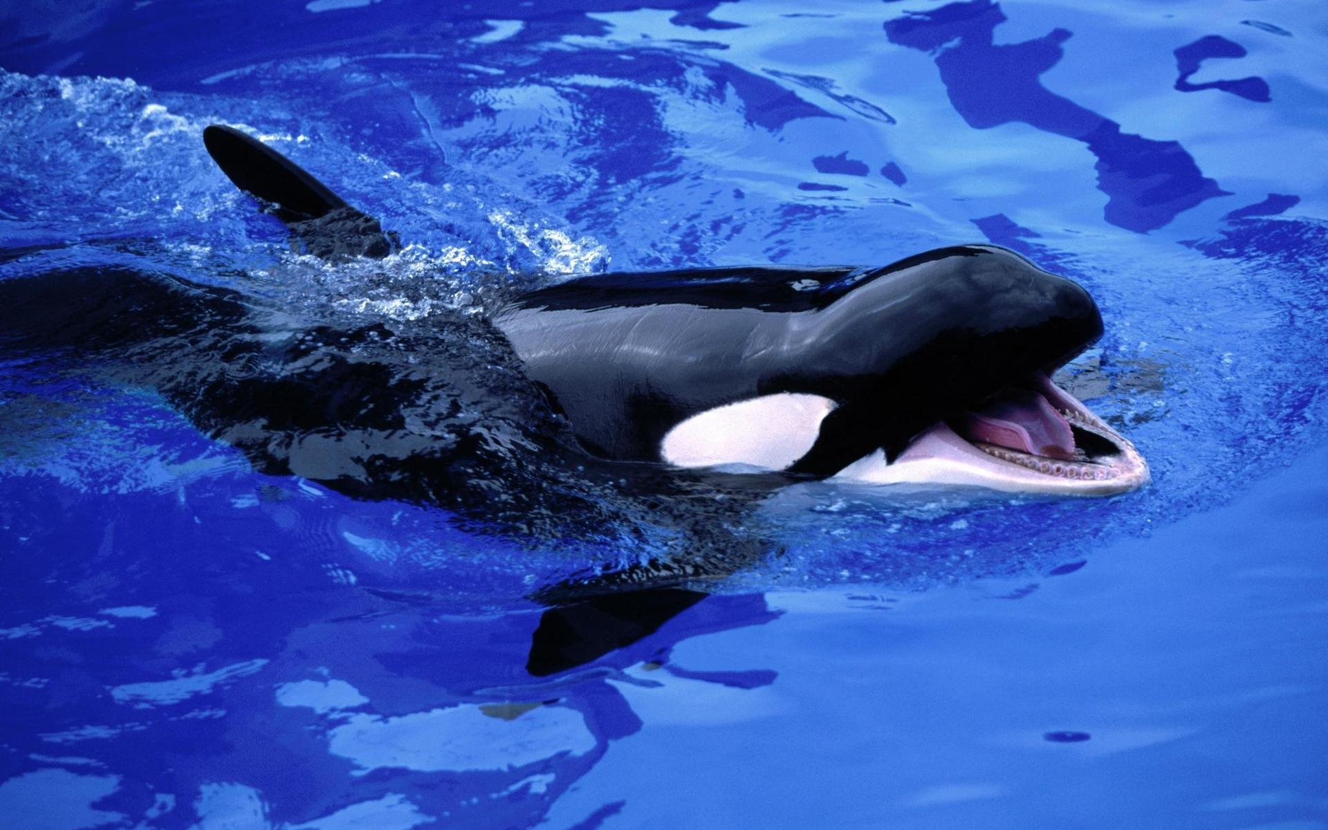 Free Killer Whale high quality background ID:463248 for hd 1920x1200 computer