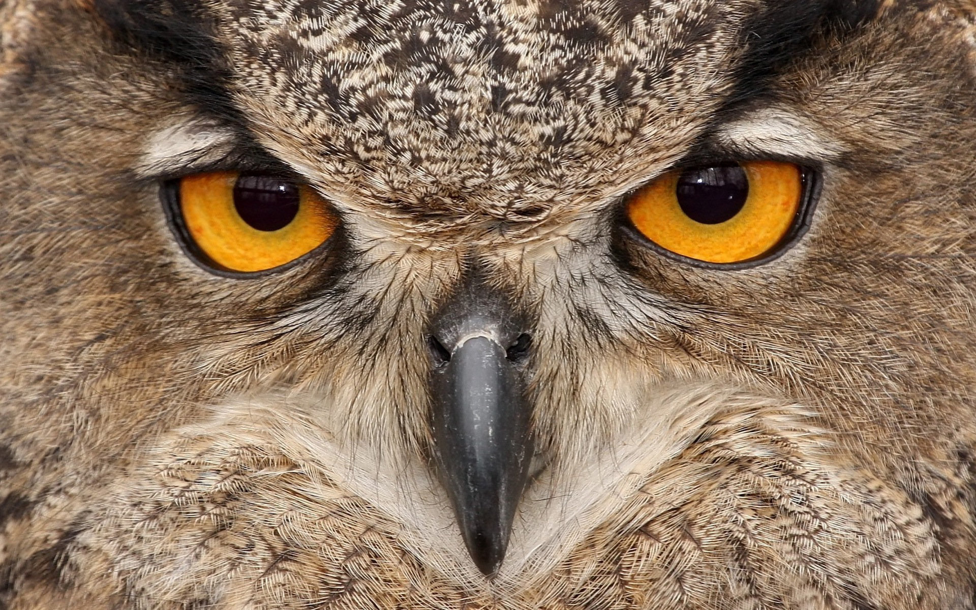 High resolution Owl hd 1920x1200 background ID:237304 for computer