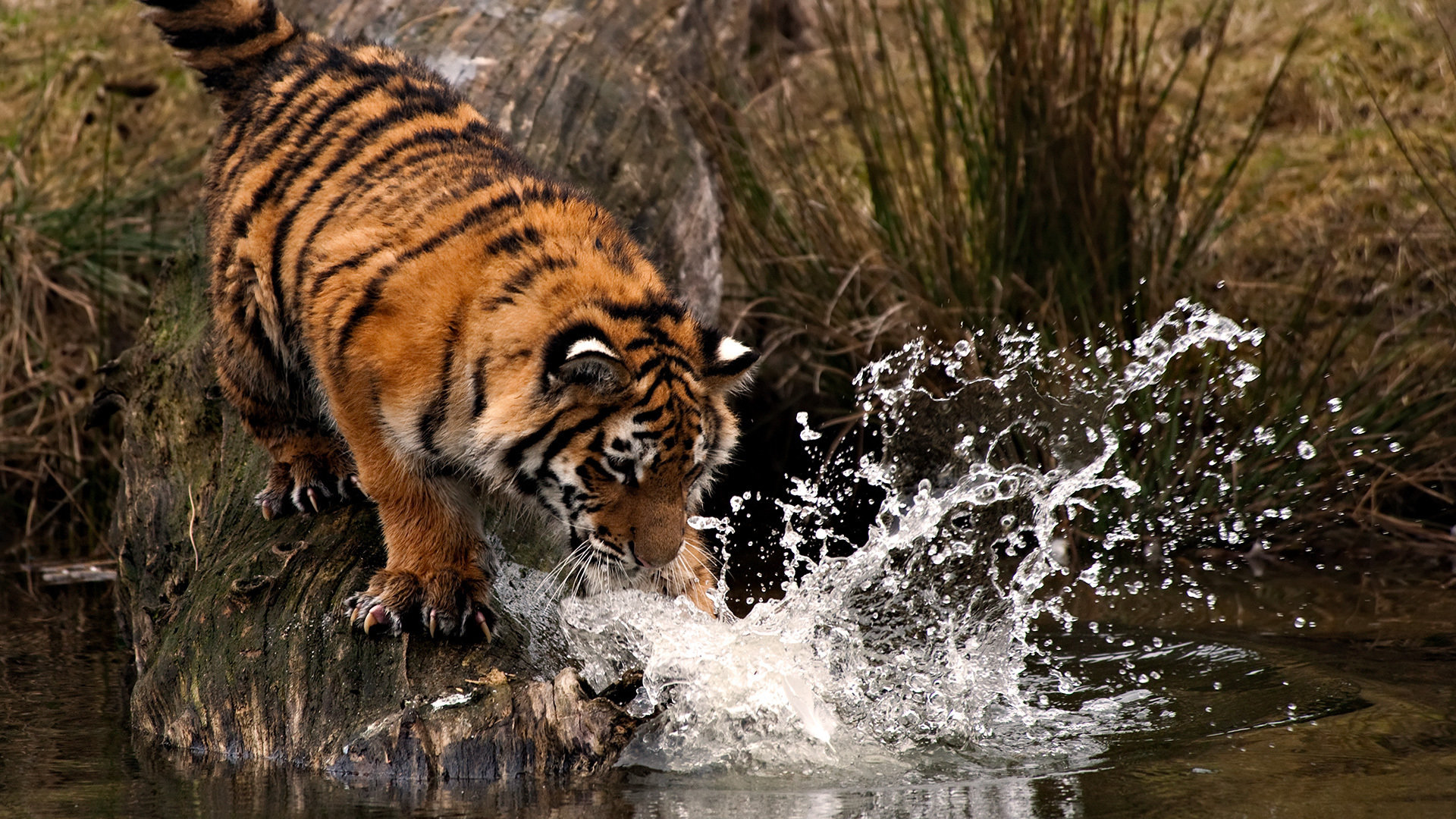 Free download Tiger background ID:116685 full hd for desktop