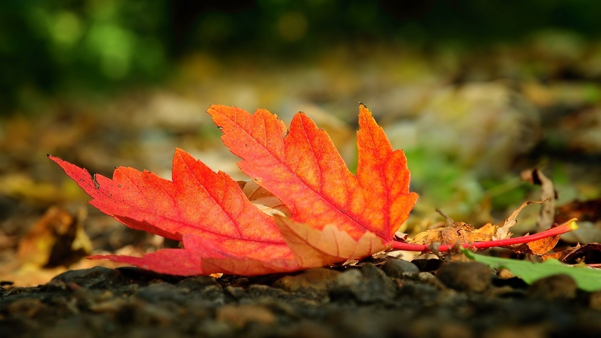 High resolution Leaf hd 1080p wallpaper ID:361624 for PC