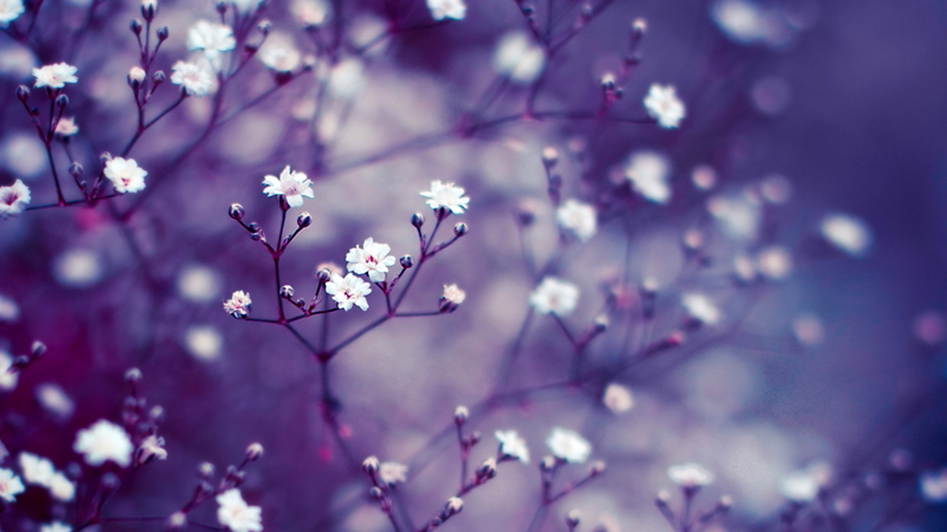 Free download Blossom wallpaper ID:332899 full hd 1080p for PC