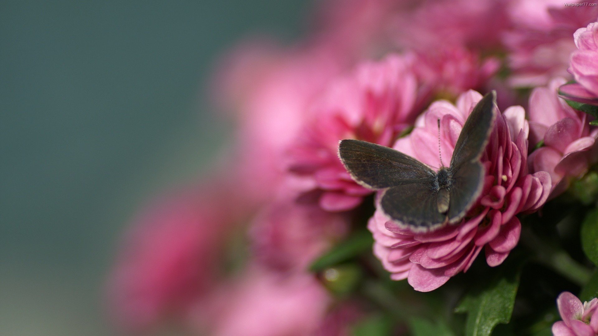 Free Butterfly high quality wallpaper ID:168678 for full hd 1920x1080 PC
