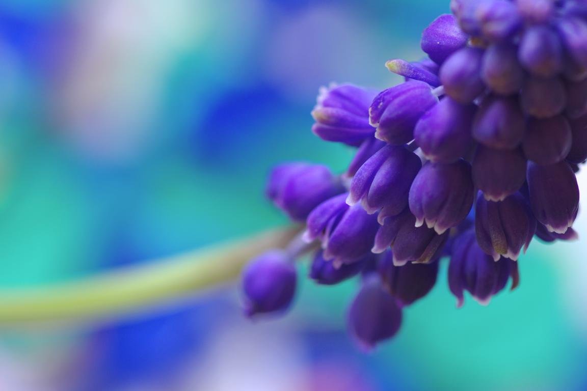 Awesome Hyacinth free background ID:155929 for hd 1152x768 computer