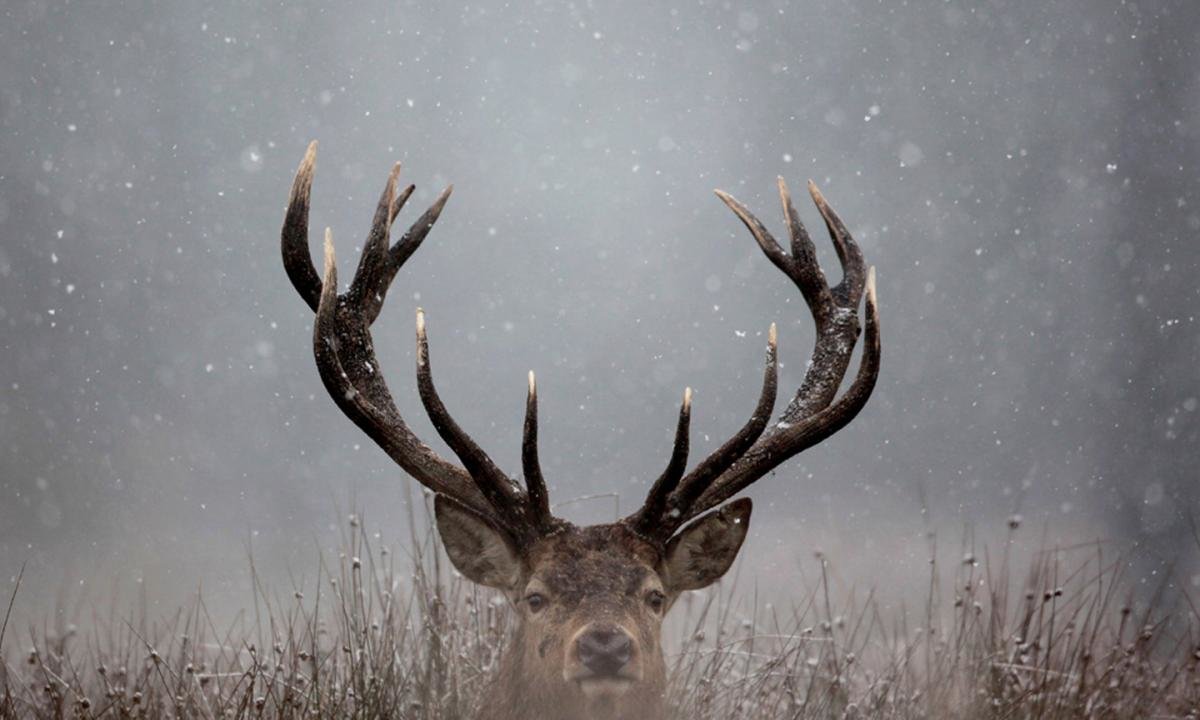 Free Deer high quality background ID:238482 for hd 1200x720 desktop