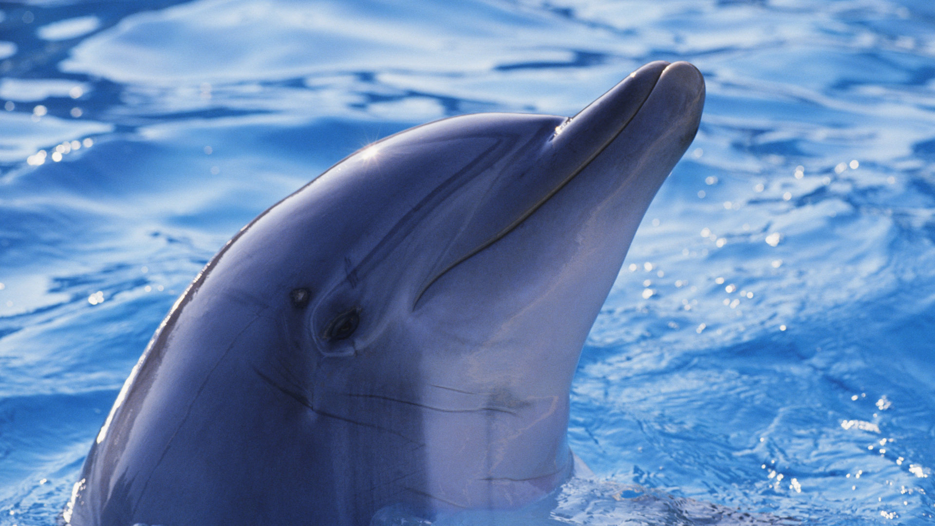 Download hd 1920x1080 Dolphin computer background ID:248401 for free