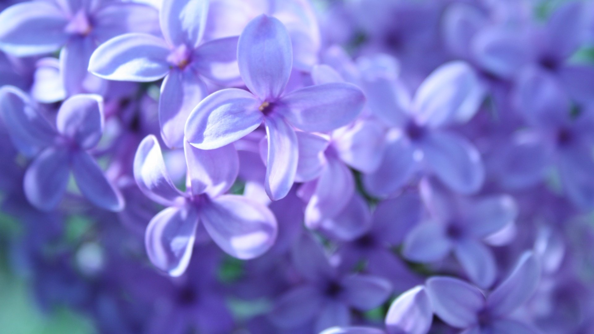 Download full hd 1920x1080 Lilac computer wallpaper ID:276189 for free