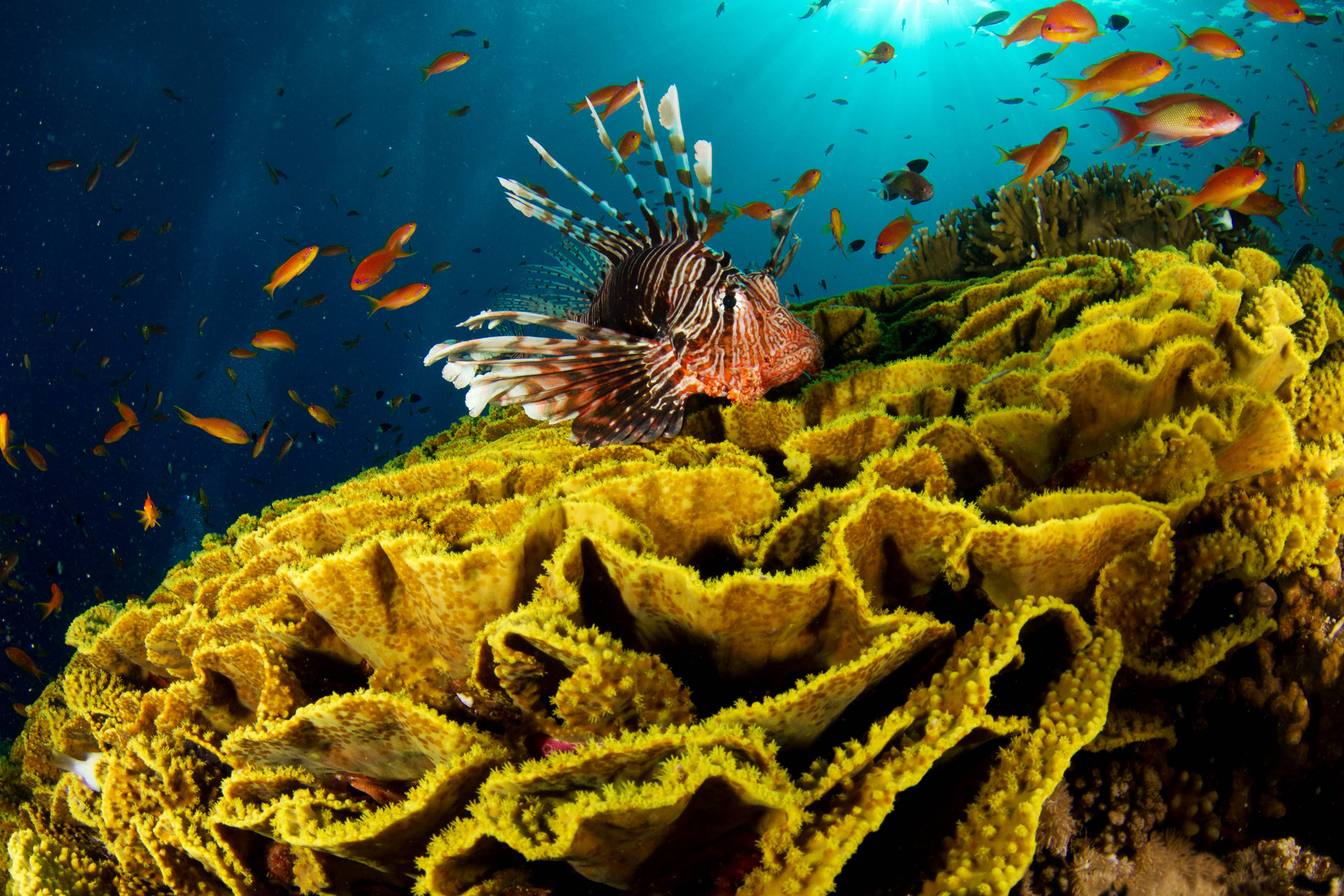 Download hd 1920x1280 Lionfish PC background ID:438224 for free