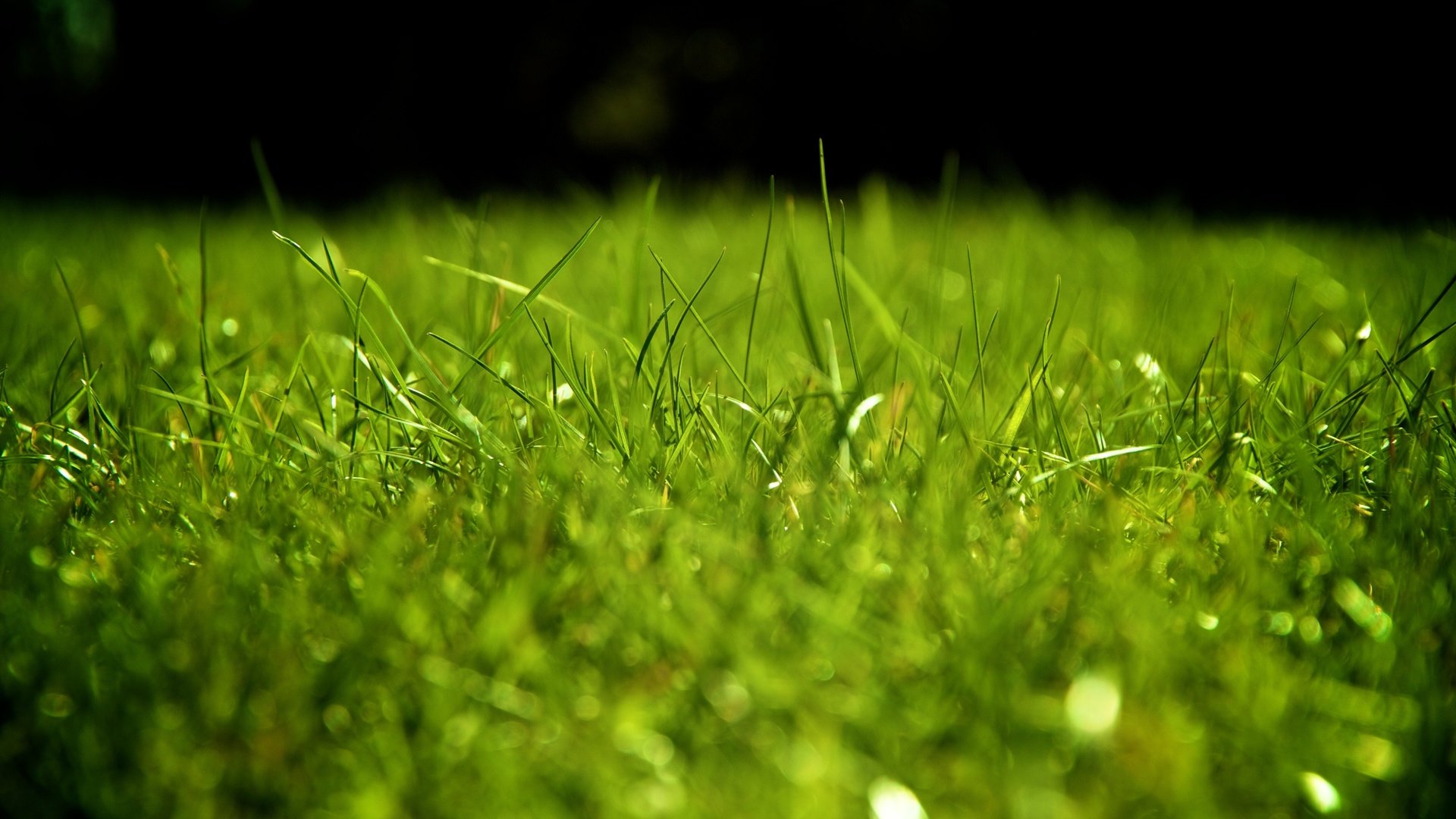 Download 1080p Grass PC wallpaper ID:377705 for free