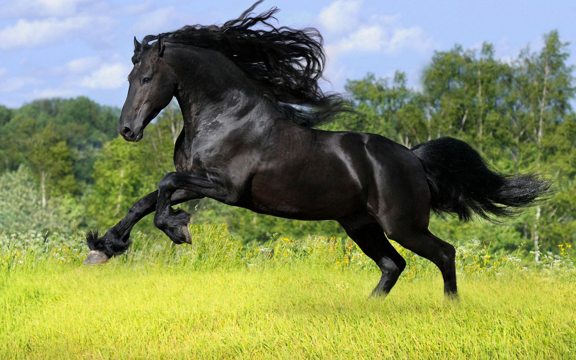 Free download Horse background ID:23254 hd 1920x1200 for computer