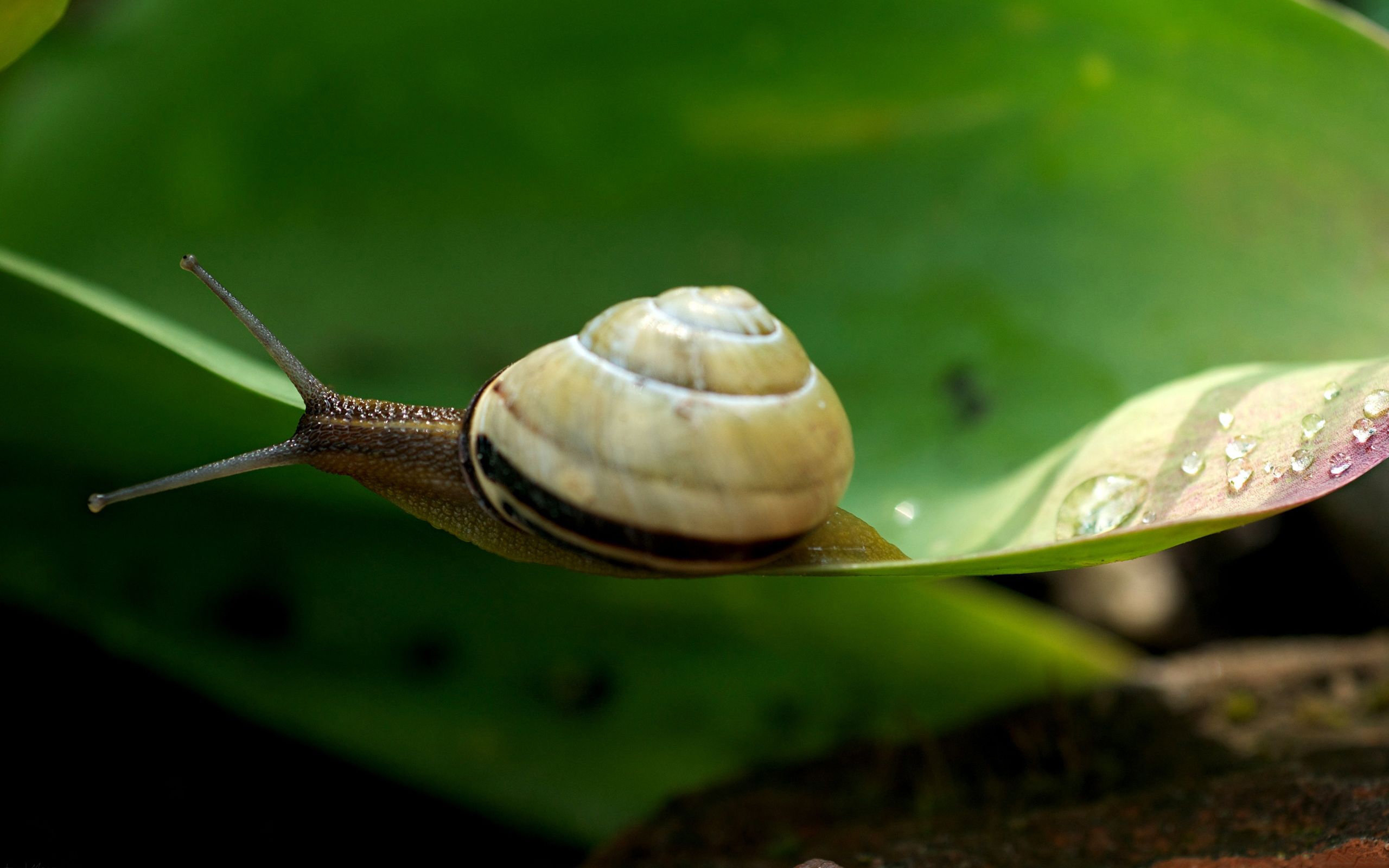 Awesome Snail free background ID:198900 for hd 2560x1600 PC