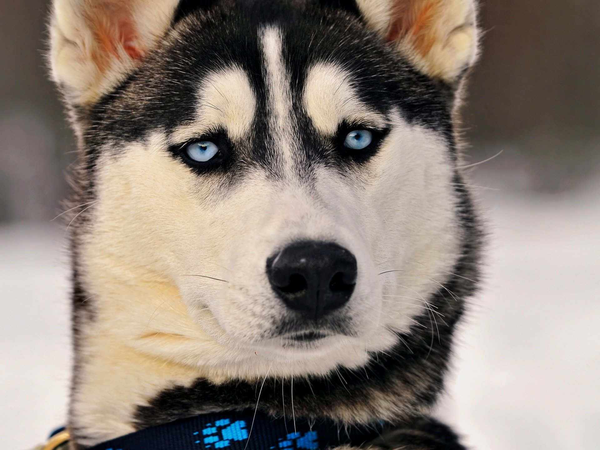Awesome Husky free background ID:198420 for hd 1920x1440 desktop
