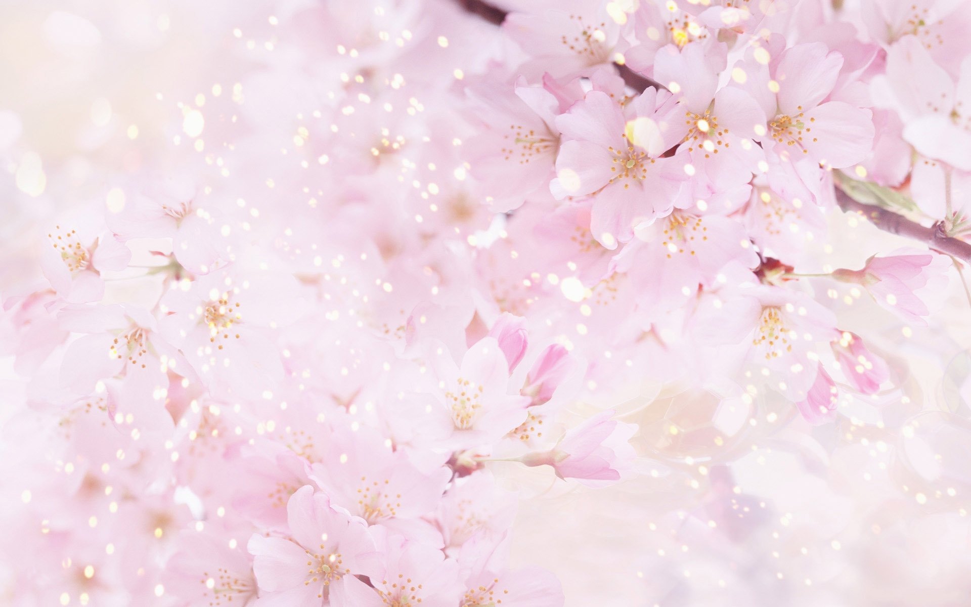 Awesome Blossom free background ID:333243 for hd 1920x1200 PC