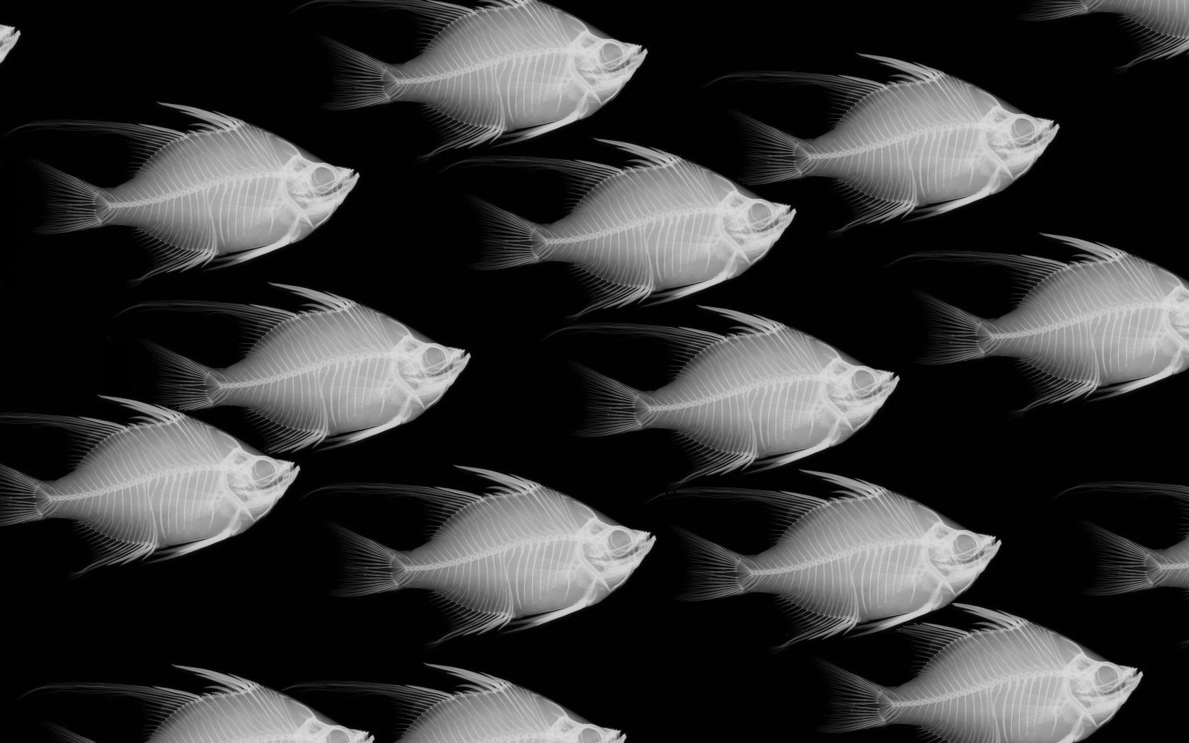 Awesome Fish free background ID:66453 for hd 1680x1050 computer