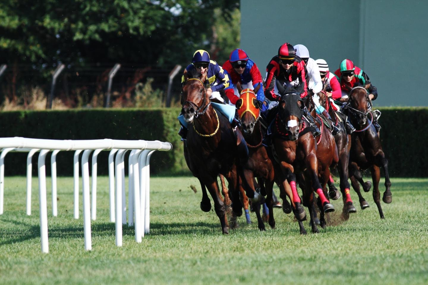 Free Horse Racing high quality background ID:174321 for hd 1440x960 PC