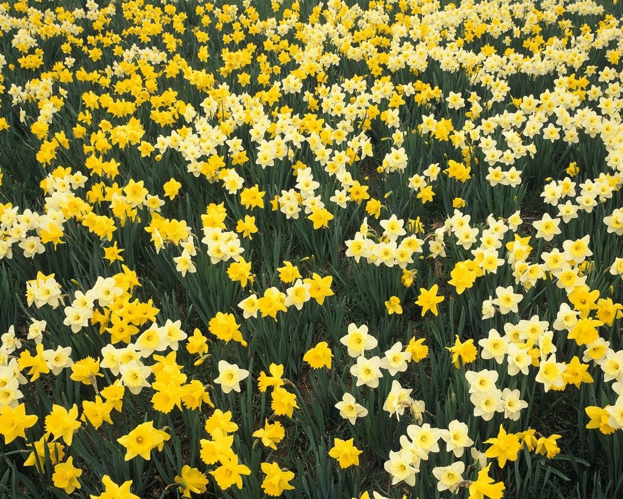 daffodil wallpapers 1280x1024 desktop backgrounds daffodil wallpapers 1280x1024 desktop