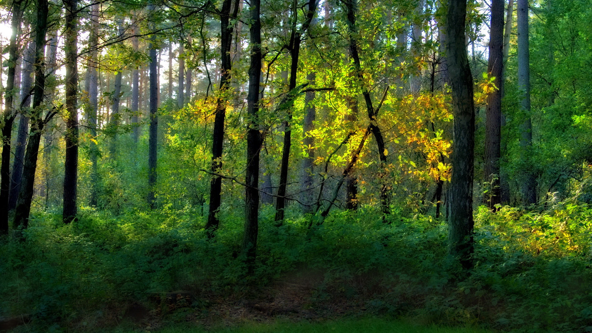 Awesome Forest free background ID:473776 for hd 1920x1080 desktop