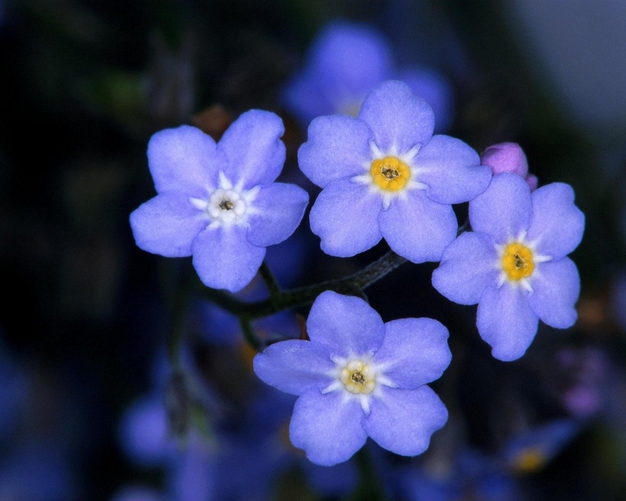 Free download Forget-Me-Not background ID:64159 hd 1280x1024 for PC