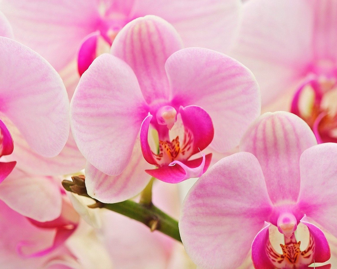 Free download Orchid background ID:449421 hd 1280x1024 for computer