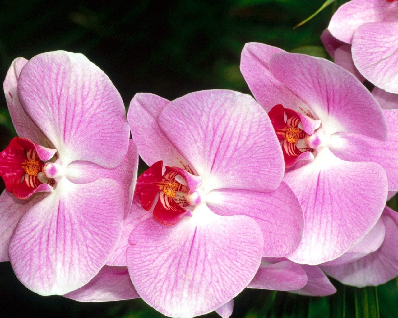 Best Orchid wallpaper ID:449422 for High Resolution hd 1280x1024 computer