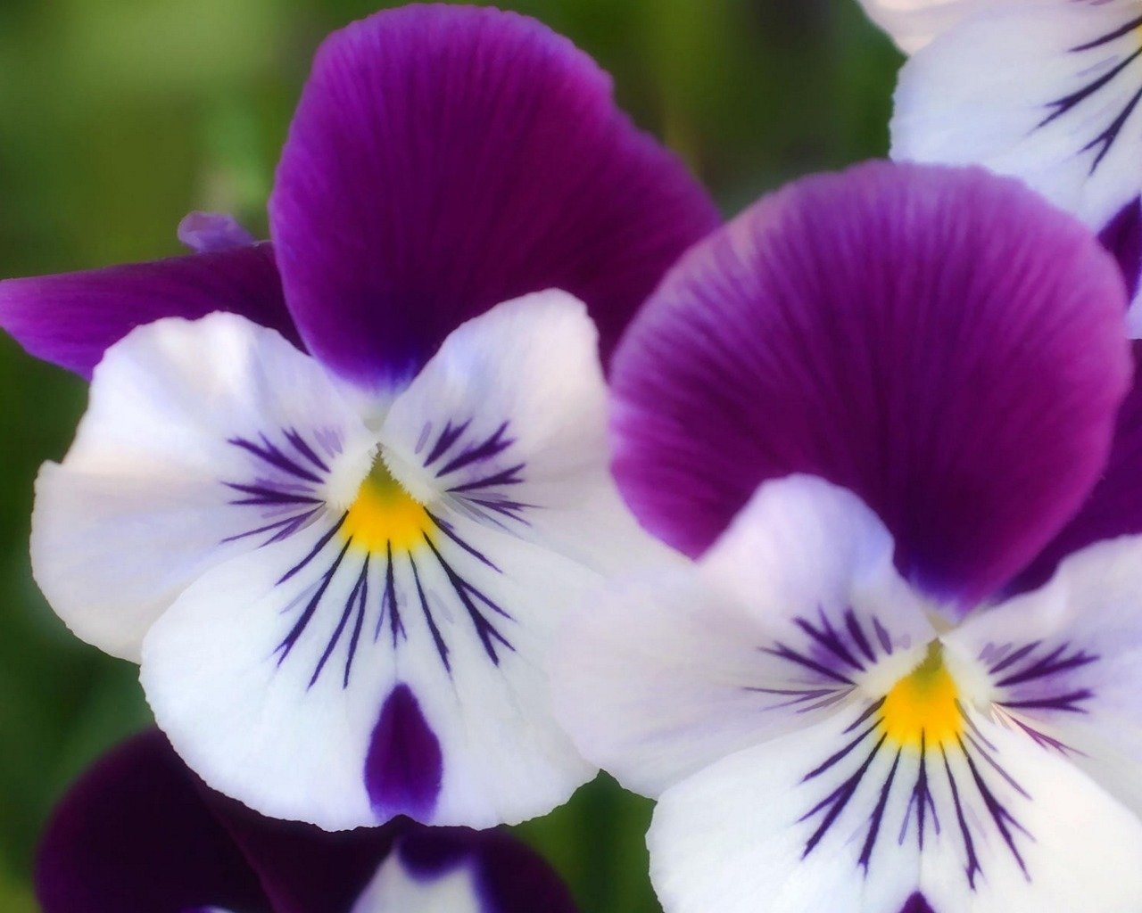 Free download Pansy wallpaper ID:163650 hd 1280x1024 for PC