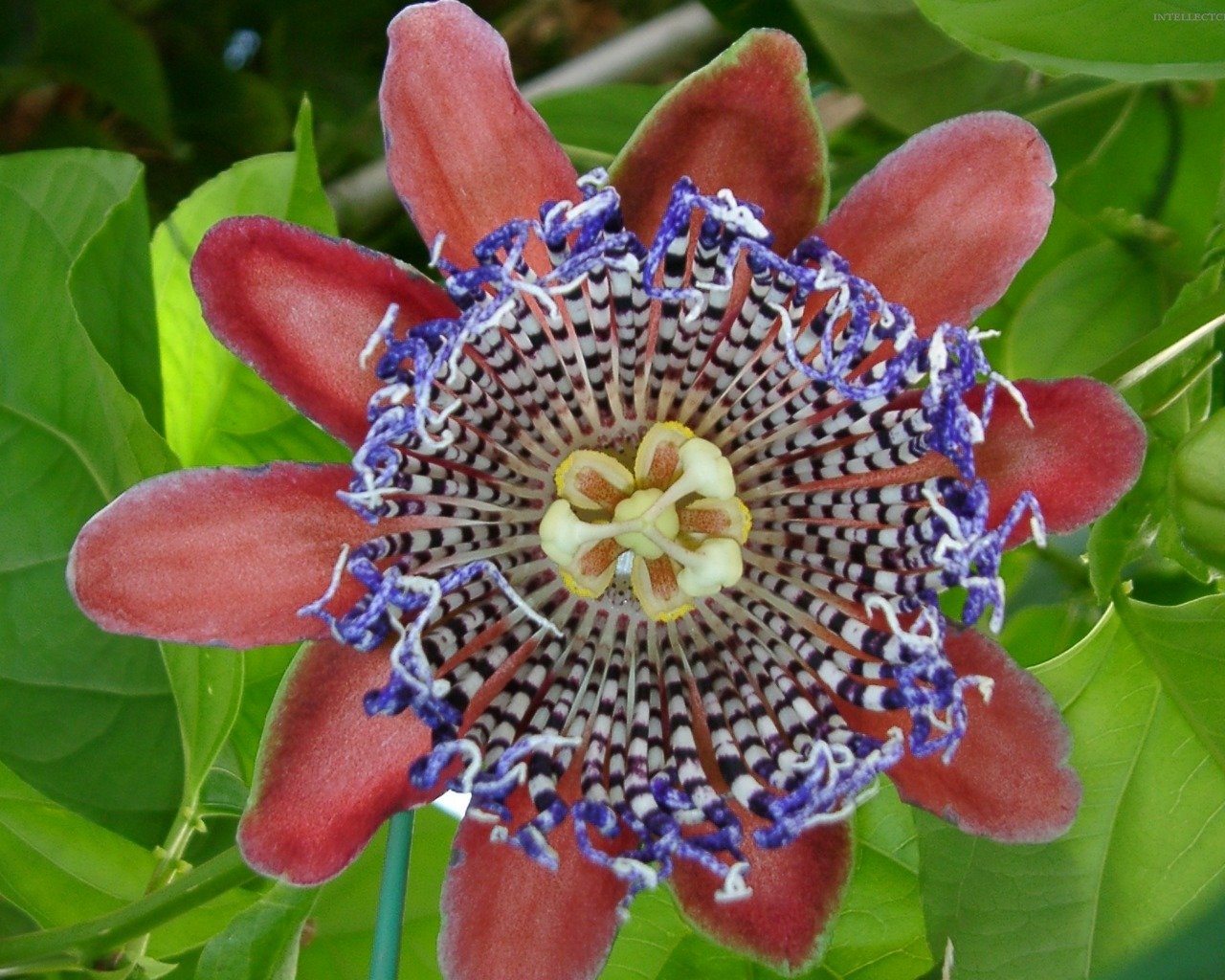 Free Passion Flower high quality wallpaper ID:401239 for hd 1280x1024 PC