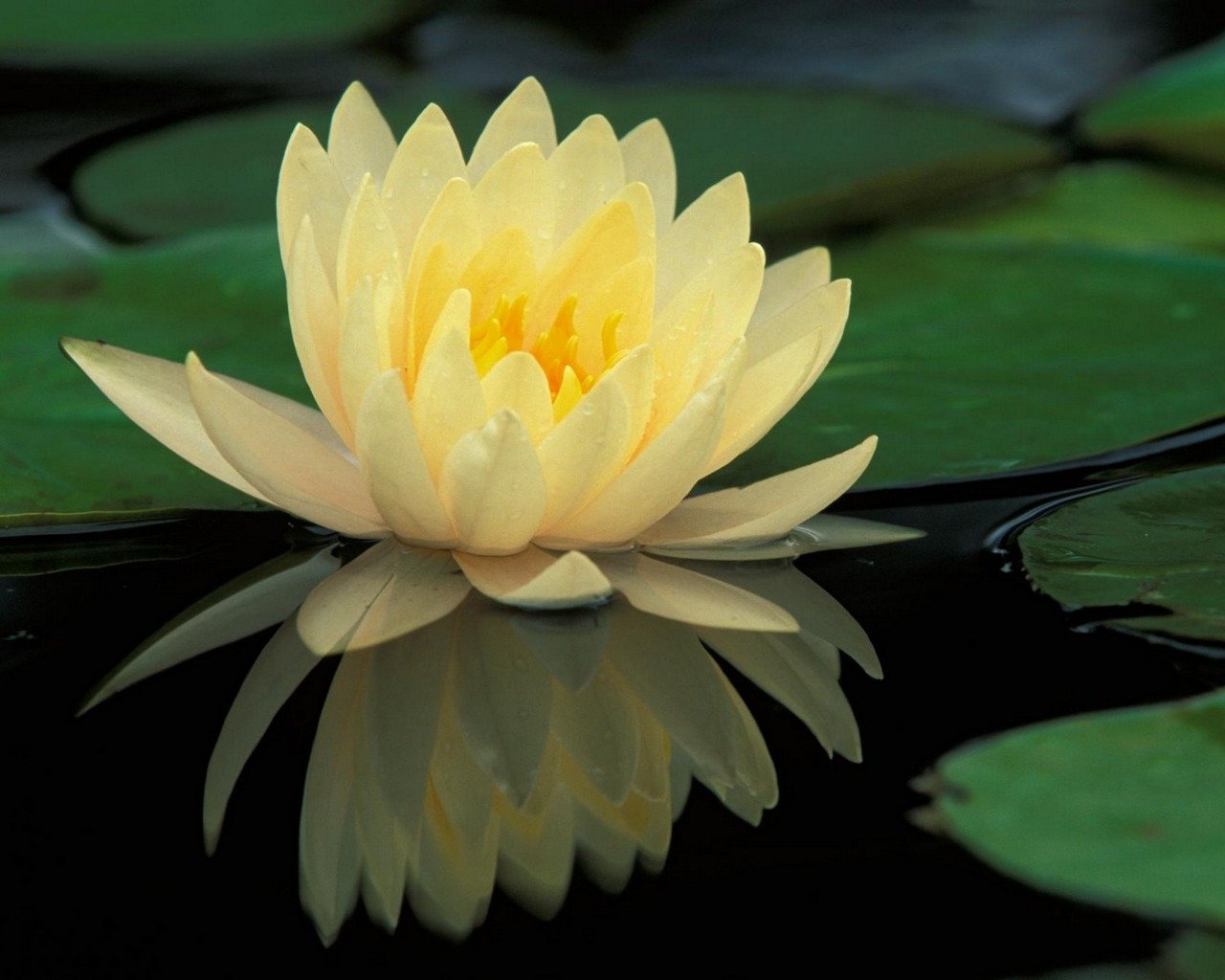 Free download Water Lily background ID:366144 hd 1280x1024 for desktop