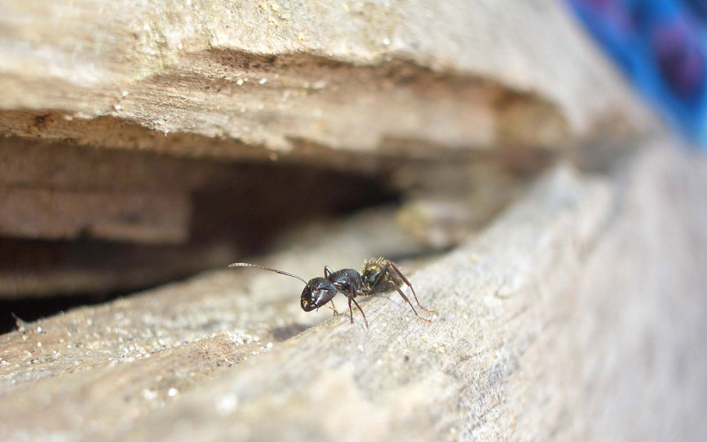 Awesome Ant free wallpaper ID:401352 for hd 1440x900 desktop